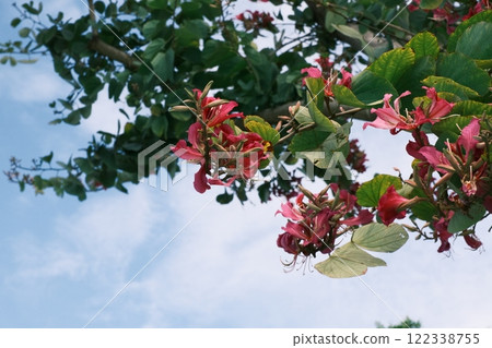 紫荊花與藍天 122338755