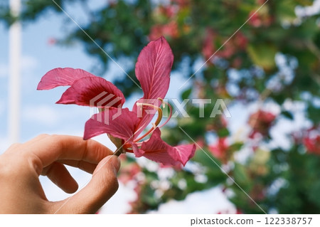 紫荊花與藍天 122338757
