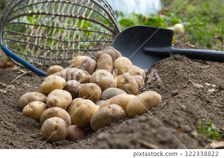Close-up view of freshly harvested potatoes piled on the ground 122338822