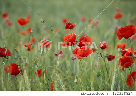 Vibrant red poppies blooming in a lush green field on a sunny day 122338824