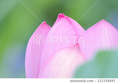 Landscape with lotus flowers 122338845