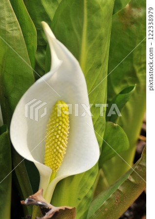 White calla lilies flowers spring 122338979