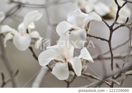 White Kobushi flower White Kobushi flower 122339000