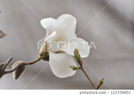 Kobushi flowers blooming in spring Kobushi flowers blooming in spring 122339001