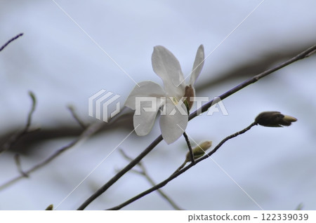 Magnolia flowers blooming in the spring light 122339039