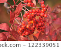Viburnum berries with red berries 122339051