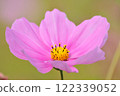 Cosmos 122339052