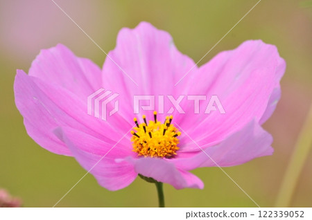 Cosmos Cosmos 122339052