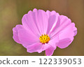 Dark pink cosmos 122339053