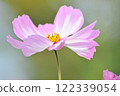 Cosmos flowers blooming in the autumn sunlight 122339054