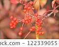 The red fruit fruit 122339055