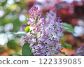 Plant with purple flowers 122339085