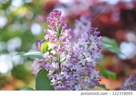 Plant with purple flowers Plant with purple flowers 122339085