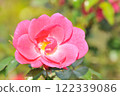 A red rose 122339086