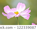 Cosmos flowers blooming under the autumn sun 122339087