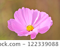 Beautiful Cosmos 122339088