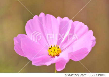Beautiful Cosmos Beautiful Cosmos 122339088