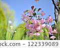 A low-angle photograph of flowers blooming on the branches of a cherry tree, presumably a red weeping cherry tree, against a blue sky. 122339089
