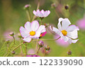 White cosmos 122339090