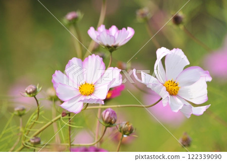 White cosmos White cosmos 122339090