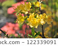 Yellow flower 122339091