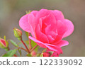 Red Rose Flower 122339092
