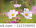 White cosmos 122339093