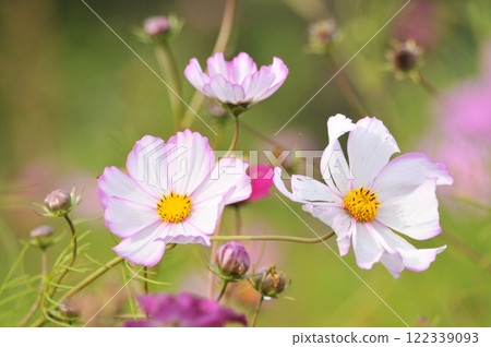 White cosmos White cosmos 122339093