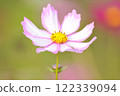 white cosmos flowers in autumn 122339094