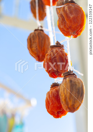 Dried persimmons in the sun. Persimmons. Astringent persimmons. 122339147