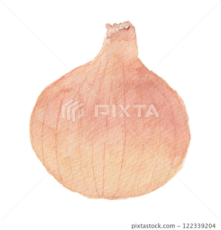 Illustration of onions drawn in watercolor 122339204
