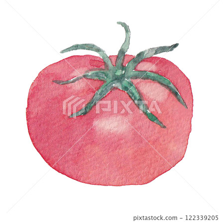 Illustration of tomato drawn in watercolor 122339205