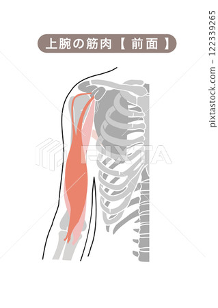 Simple illustration of the main muscles of the upper arm 122339265