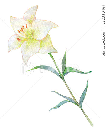 水彩畫百合花的插圖 122339467