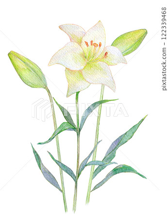 Watercolor illustration of a lily flower 122339468