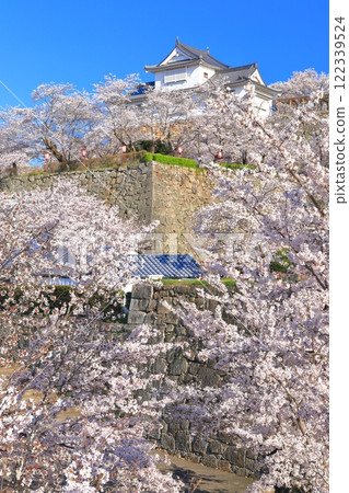 [Okayama Prefecture] Cherry blossoms in full bloom at Tsuyama Castle under clear skies (Binaka turret) 122339524