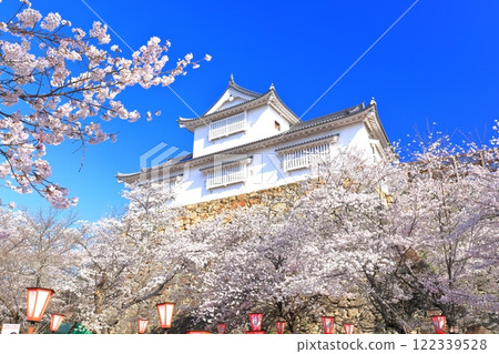 [Okayama Prefecture] Cherry blossoms in full bloom at Tsuyama Castle under clear skies (Binaka turret) 122339528