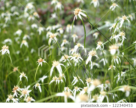 White and green flowers of Shirasagi-zukuri (white heron bush) blooming in the shade White and green flowers of Shirasagi-zukuri (white heron bush) blooming in the shade 122340453