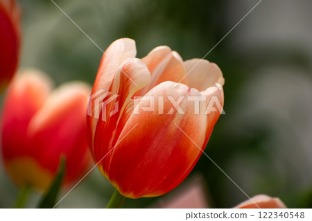 red orange and white tulip bud close-up 122340548