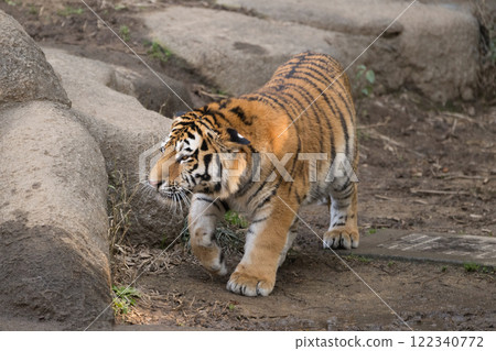 躲在岩石後面的阿穆爾虎幼崽 躲在岩石後面的阿穆爾虎幼崽 122340772