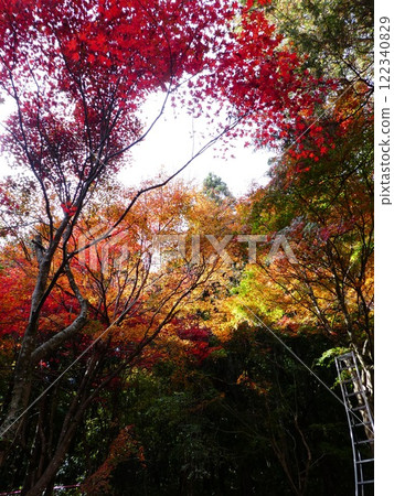 Scenery of autumn leaves climbing up the mountain Scenery of autumn leaves climbing up the mountain 122340829