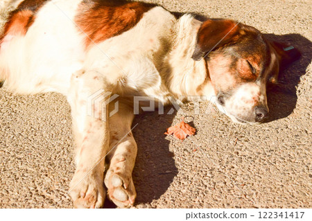 睡覺的狗莉拉保加利亞 122341417