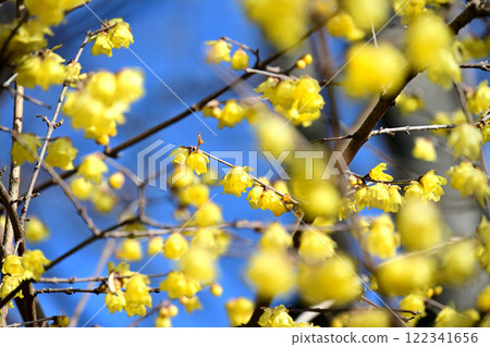 帶鈴蠟梅 122341656