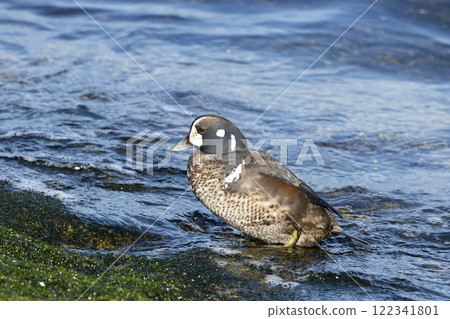 丑角鴨 丑角鴨 122341801