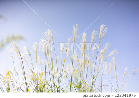 Susuki shining in the blue sky Susuki shining in the blue sky 122341979