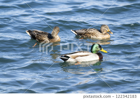 Mallard Mallard 122342183