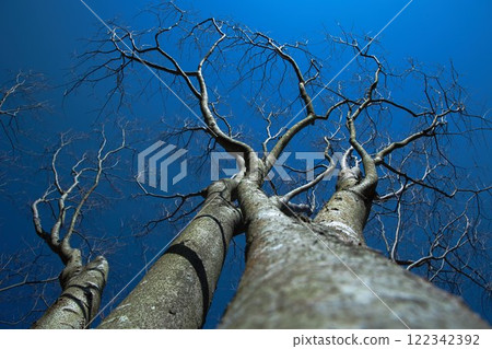 強大的樹木和樹枝在冬天矗立 強大的樹木和樹枝在冬天矗立 122342392