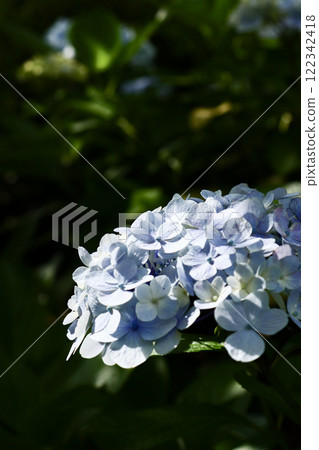 陽光下的繡球花,初夏 陽光下的繡球花,初夏 122342418