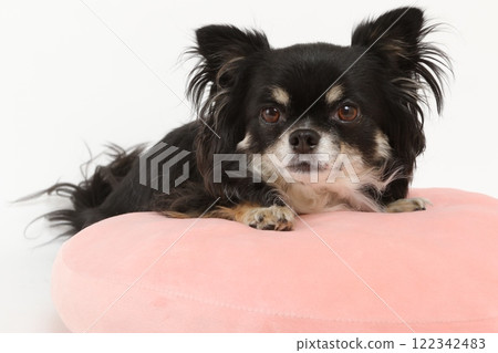 Black Chihuahua relaxing on a pink cushion Black Chihuahua relaxing on a pink cushion 122342483