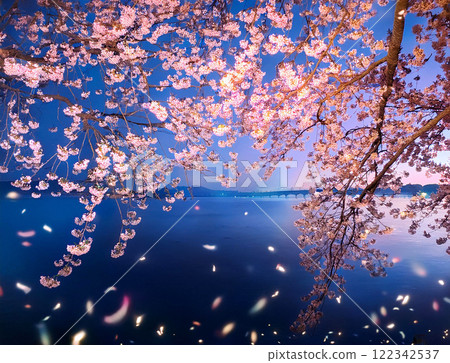 Illuminated cherry blossoms at night 122342537